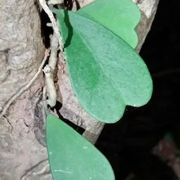 Hoya cuore