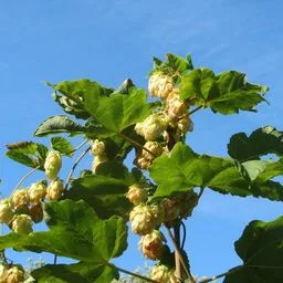 Hopfen
