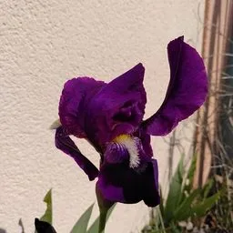 Bearded iris
