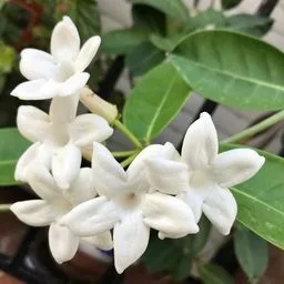Echter Jasmin