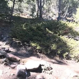 Common juniper