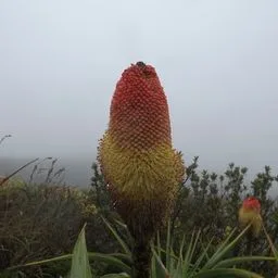 Kniphofia
