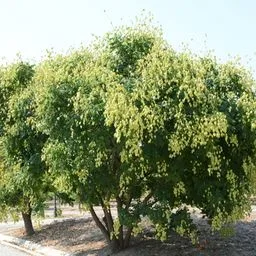 Koelreuteria
