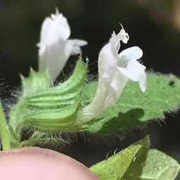 Lemon balm