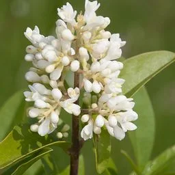 Common Privet