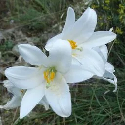 Giglio di Sant’Antonio