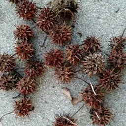 Amberbaum
