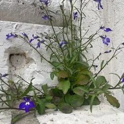 Lobelia