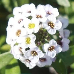 sweet alyssum
