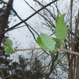 Caprifogli