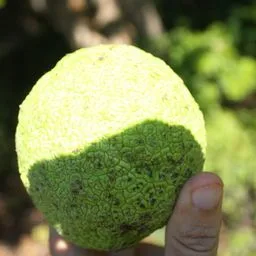 Milchorangenbaum