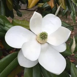 magnolias