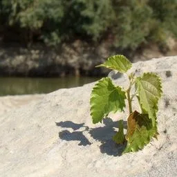 Weiße Maulbeere