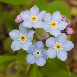 Forget-me-nots