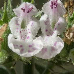 Nepeta