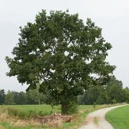 Eiche