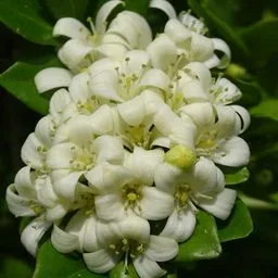 Orange jasmine