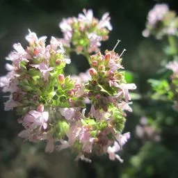 Oregano