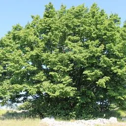 European Hop-hornbeam