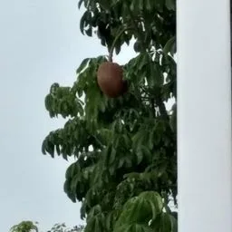 provision tree