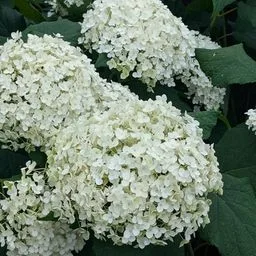 Hortensia paniculata