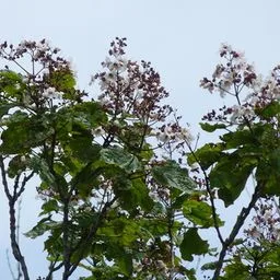 Paulownia tomentosa