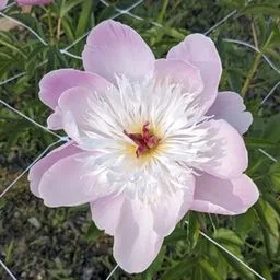 Peonia