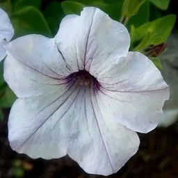 Petúnia