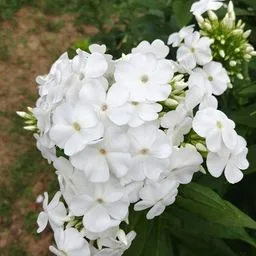 fall phlox