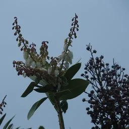 Pieris