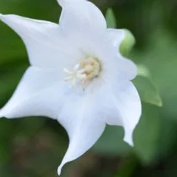 Platycodon