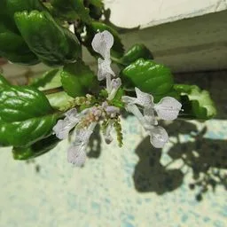 Plectranthus verticillatus