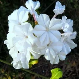 blue plumbago