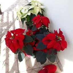 Stella di Natale