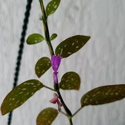 Hypoestes