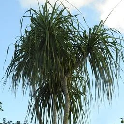 Planta-pata-de-elefante