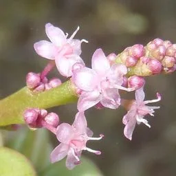 Portulacaria afra