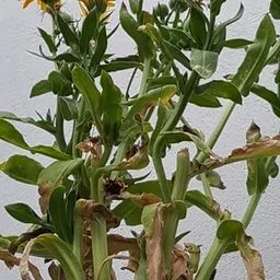 Pot marigold