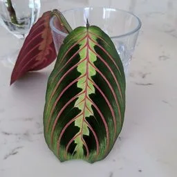 Prayer plant