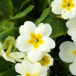 Primaveras