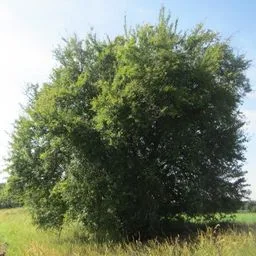 Kirschpflaume