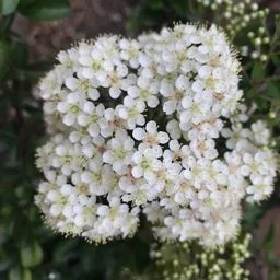 firethorns