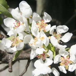 Common Pear