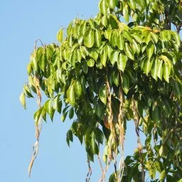 Emerald Tree