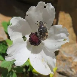 Ranuncolo dei fiorai