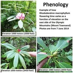 rhododendrons and azaleas