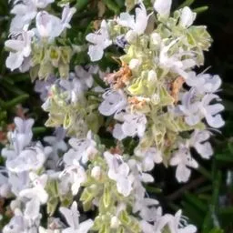 Rosemary