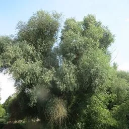 white willow