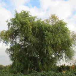 weeping willow