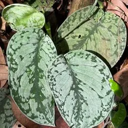 Satin pothos